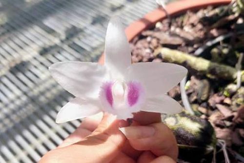 Lan đột biến giá trên trời, yếu tố đặc biệt khiến đại gia 'đốt' tiền tỷ