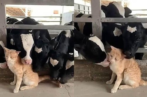 Khoảnh khắc chú mèo được cả đàn bò chen nhau hôn hít gây sốt