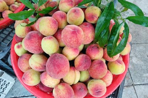 Người phụ nữ Hà Nội suy thận sau khi ăn đào