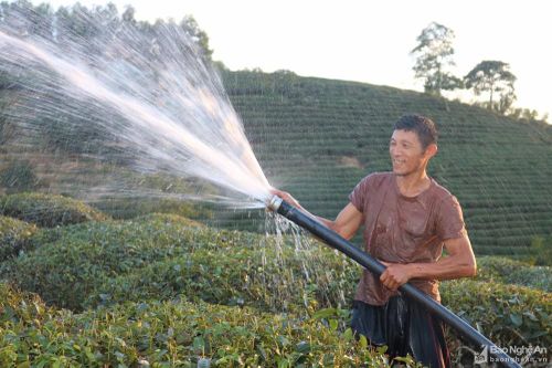 Nông dân Nghệ An gồng mình chống 'cháy' cho chè