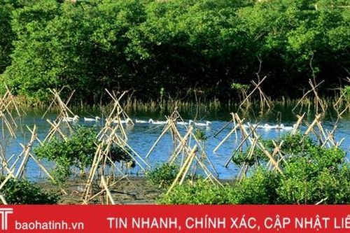 Trồng mới gần 33 nghìn cây rừng ngập mặn ở xã biển phía Nam Hà Tĩnh