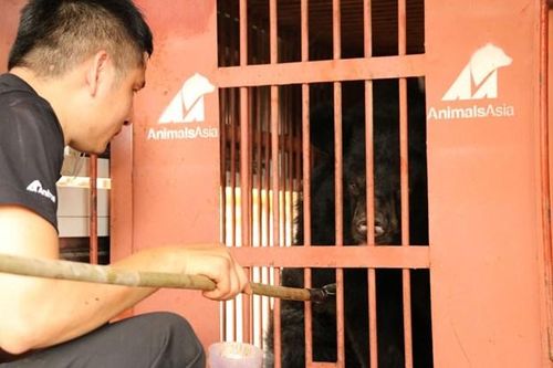 Cứu hộ thành công cá thể gấu ngựa cuối cùng bị nuôi nhốt tại Gia Lai