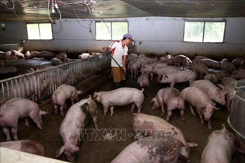 Giá lợn hơi tăng trở lại