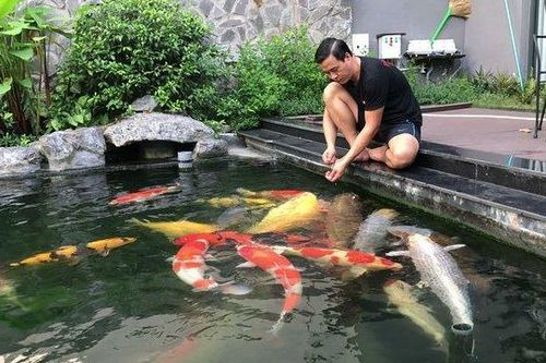 Đại gia kín tiếng Sài thành sở hữu đàn cá Koi 'vạm vỡ, độc nhất vô nhị', có con giá nửa tỷ