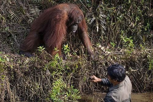 'Cứu vật, vật trả ơn': đười ươi vươn tay muốn kéo người đàn ông dưới bùn