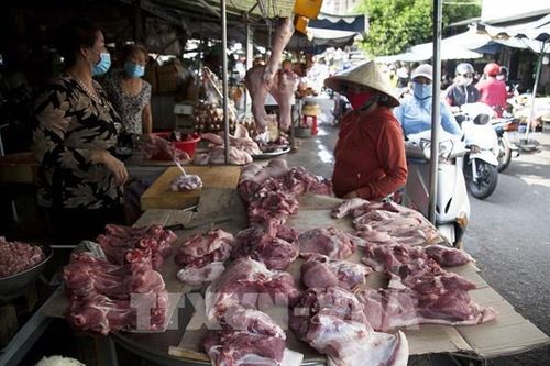 Giá lợn hơi ở Hà Nội tăng trở lại