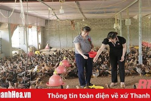 Hiệu quả tổ liên kết chăn nuôi gà theo chuỗi ở xã Cẩm Tâm