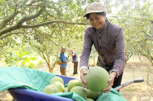 Trái cây Đồng Nai: Tìm đường vào các kênh phân phối hiện đại