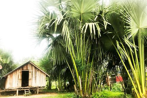 Thêm thu nhập từ cây buông