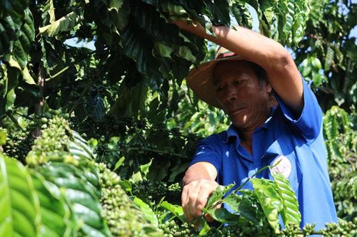 Hướng tới xây dựng thương hiệu riêng cho nông sản địa phương
