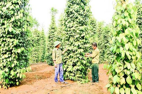 Nông dân phấn khởi vì hồ tiêu được mùa, được giá