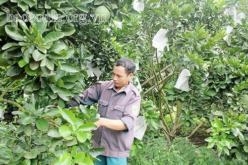 Cựu chiến binh tích cực phát triển kinh tế
