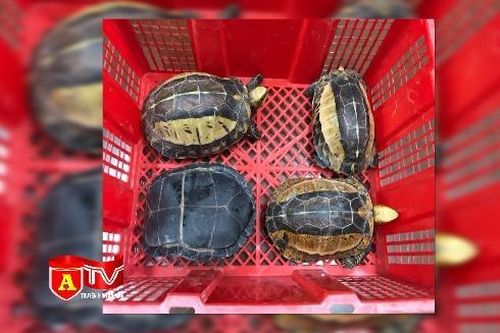 Hà Nội: Phát hiện vụ mua bán trái phép rùa trán vàng quý hiếm