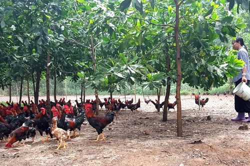 Nâng vị thế nông sản Thủ đô: Cần có chiến lược trong xây dựng thương hiệu