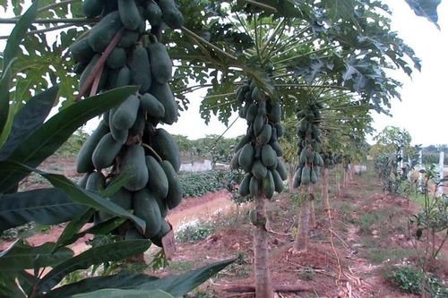 Huyện Thạch Thất: Giá trị sản xuất nông nghiệp đạt trên 52% kế hoạch