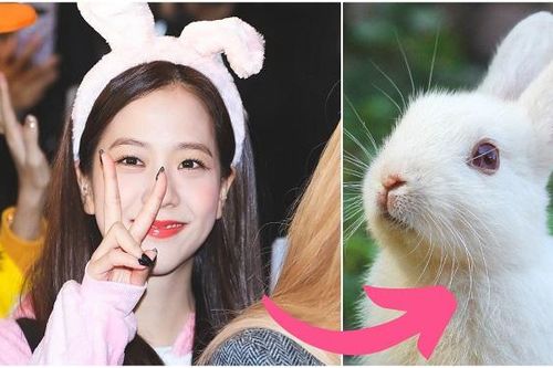 Blackpink nghĩ về thú cưng nào mỗi khi gặp mặt, 'cười té ghế' với kết quả cuối