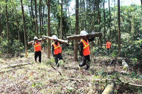Miền Trung: Rừng mất, đất cằn - Bài 3: Tái thiết, phát triển rừng bền vững