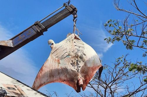 Bắt được cá đuối khổng lồ nặng gần 1 tấn