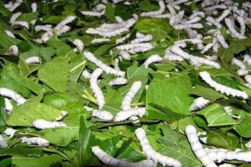 Tằm lại nhả 'vàng' sau bão 'dịch'