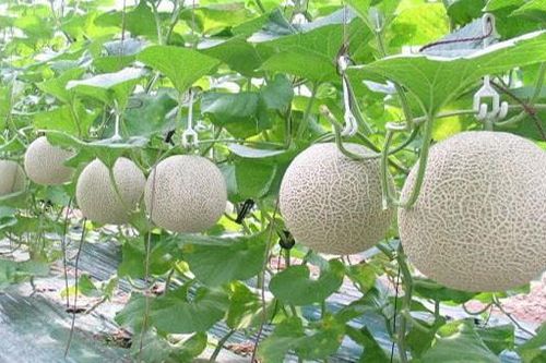 Hiệu quả từ trồng dưa công nghệ cao ở Thái Nguyên