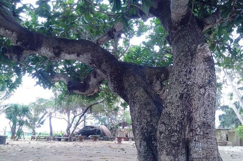 Thăm các cụ bàng 'cổ quái' ở Lý Sơn