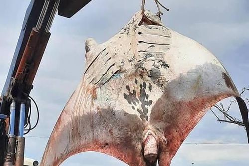 Bắt được cá đuối nặng gần tám tạ, xẻ thịt bán không ai mua