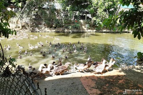 Hàng trăm hộ gia đình ở Con Cuông nuôi vịt bầu Quỳ