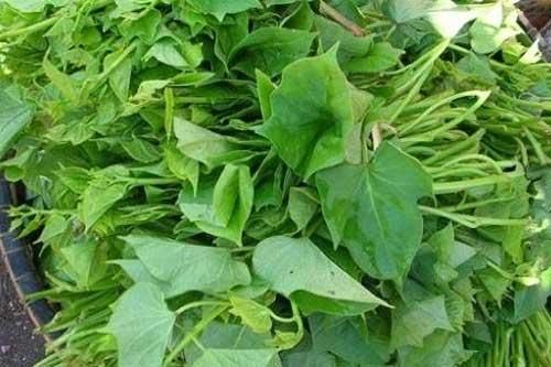 Lợi ích quý giá của rau lang, càng ăn cơ thể càng có nhiều dinh dưỡng tốt