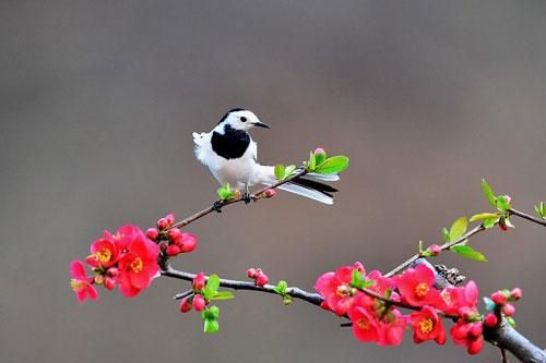 Những bức ảnh chụp lại khoảnh khắc tự nhiên đẹp 'mê hồn' của các loài động vật
