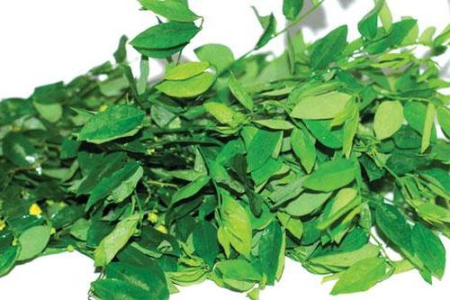 Bạn có biết mặt nạ rau ngót có thể làm mờ nám, tàn nhang chỉ sau 1 tuần sử dụng?
