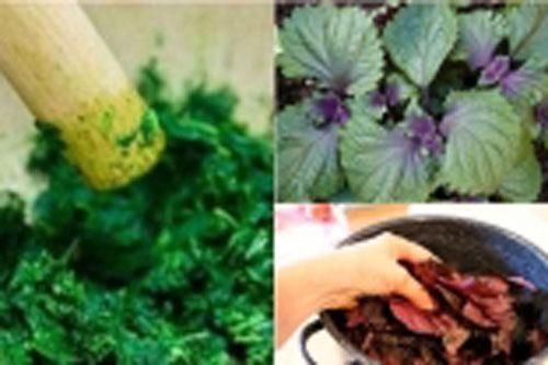 Bài thuốc hay từ tía tô, không còn lo ốm trong thời tiết giao mùa