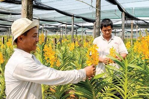 Sản phẩm nông nghiệp chủ lực khó tìm đầu ra