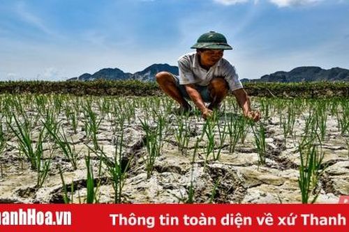 Thiếu nước tưới, ruộng đồng nhiều nơi khô nứt nẻ