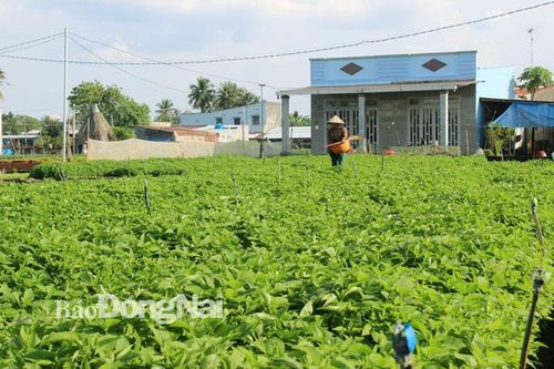 Tích hợp nhiều đề án phát triển nông nghiệp