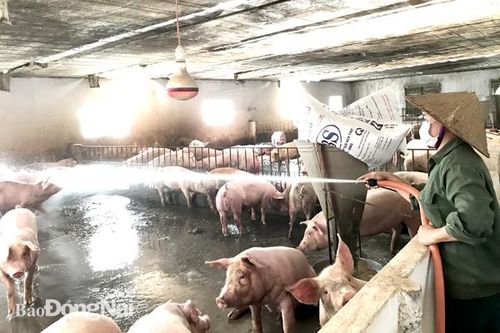 Khoảng 90% cơ sở chăn nuôi heo đảm bảo điều kiện chăn nuôi an toàn