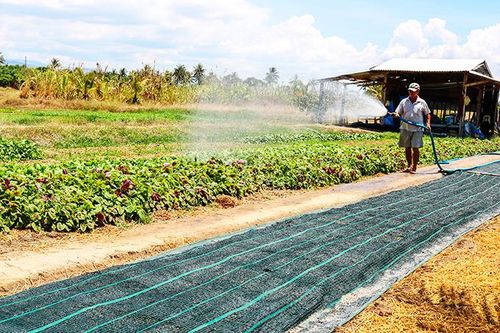 Lúng túng triển khai đề án rau an toàn