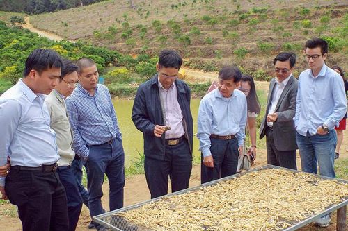 Nghiệm thu Dự án 'Nhân rộng mô hình trồng cây đẳng sâm thương phẩm'