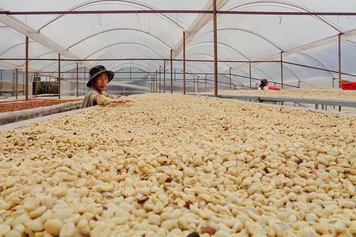 Khuyến công để hạt cà phê bền vững