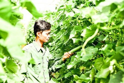 Lập nghiệp từ mô hình trồng dưa trong nhà lưới
