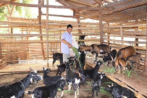 Mường Khiêng phát triển chăn nuôi