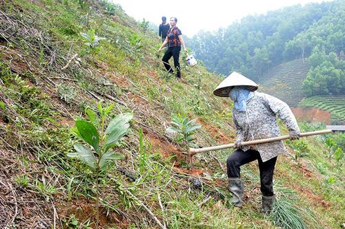 Phấn đấu trồng rừng vượt kế hoạch