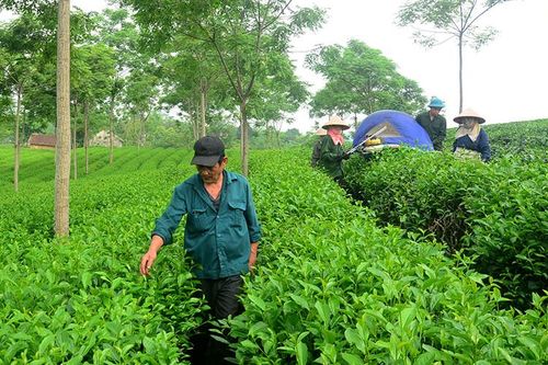 Thâm canh - giải pháp tăng năng suất, chất lượng chè