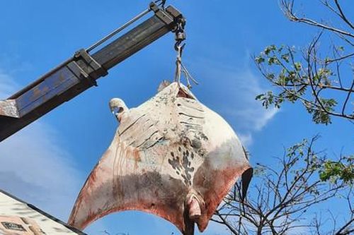 Ngư dân La Gi bắt được cá đuối nặng hơn 800kg