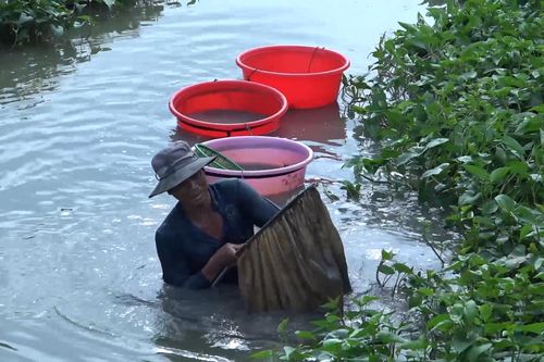 Ngâm mình dưới nước săn trùn chỉ ở An Giang