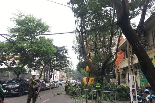 Cắt tỉa hơn 38.000 cây bóng mát phòng bão