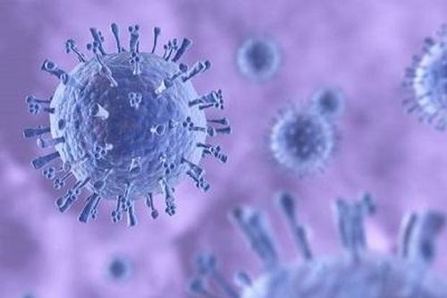 Phát hiện một loại virus cúm lợn có khả năng gây đại dịch?