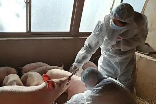 Phát hiện, nghiên cứu chủng virus cúm lợn từ năm 2011
