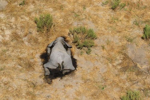 Hàng trăm con voi chết bí ẩn, một số chúi mặt xuống nước tại Botswana