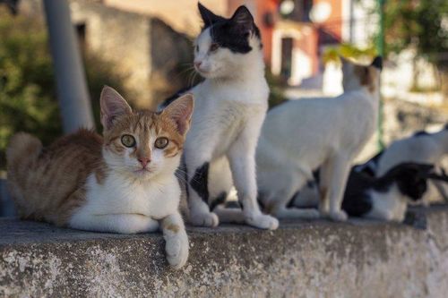 Italy cảnh báo loài mèo nuôi nhiễm virus hiếm gặp gây bệnh dại