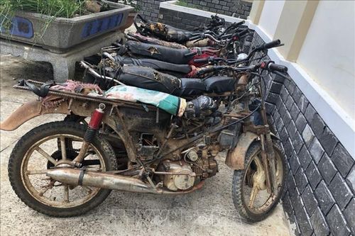 Triệu tập 8 đối tượng liên quan vụ cưa hạ cây cổ thụ tại Khu Bảo tồn Kon Chư Răng